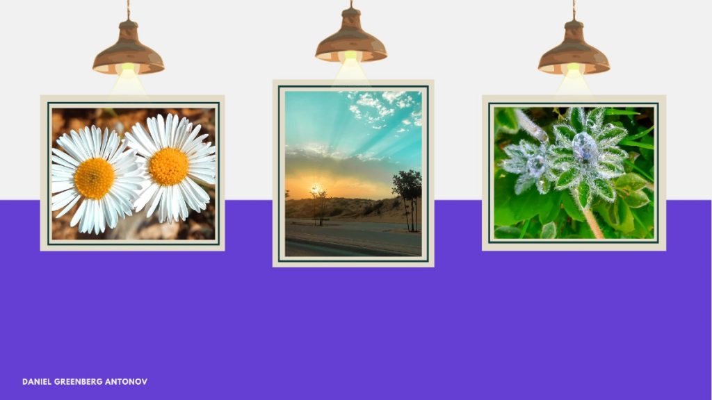 Montaje de una exposición virtual con tres fotografías de naturaleza enmarcadas: margaritas blancas, una puesta de sol sobre dunas y una planta cubierta de escarcha, colgadas en una pared blanca y morada bajo lámparas suspendidas, con el crédito de Daniel Greenberg Antonov al pie